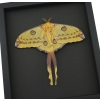 Resting Argema Mittrei female XLarge 5 1/2" Wingspan Framed Comet Moth Taxidermy Moonlight Display