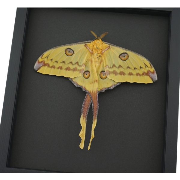 Resting Argema Mittrei female XLarge 5 1/2" Wingspan Framed Comet Moth Taxidermy Moonlight Display
