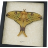 Resting Argema Mittrei female Framed Comet Moth Taxidermy Display