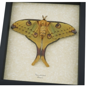 Resting Argema Mittrei female Framed Comet Moth Taxidermy Display