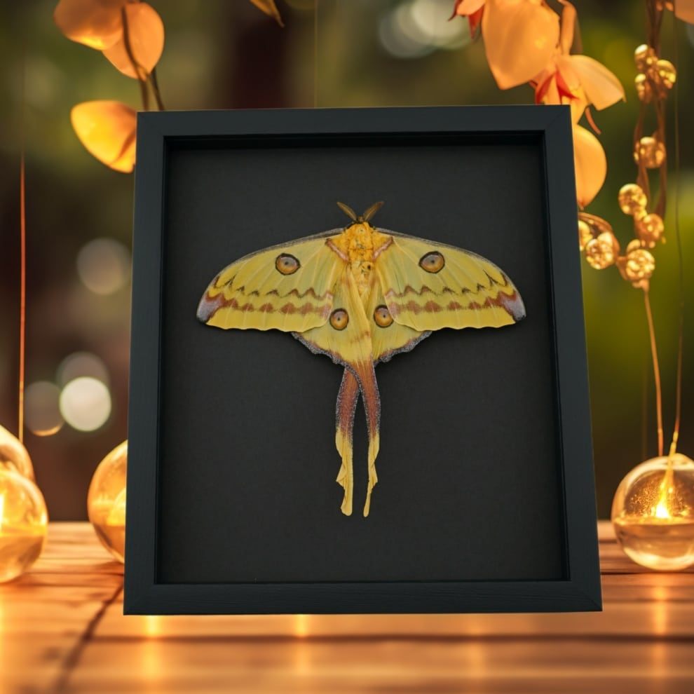 Resting Argema Mittrei female XLarge 5 1/2" Wingspan Framed Comet Moth Taxidermy Moonlight Display Resting Argema Mittrei female XLarge 5 1/2" Wingspan Framed Comet Moth Taxidermy Moonlight Display