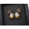 Real Framed African Butterfly Cymothoe Beckeri Female Taxidermy Moonlight Display