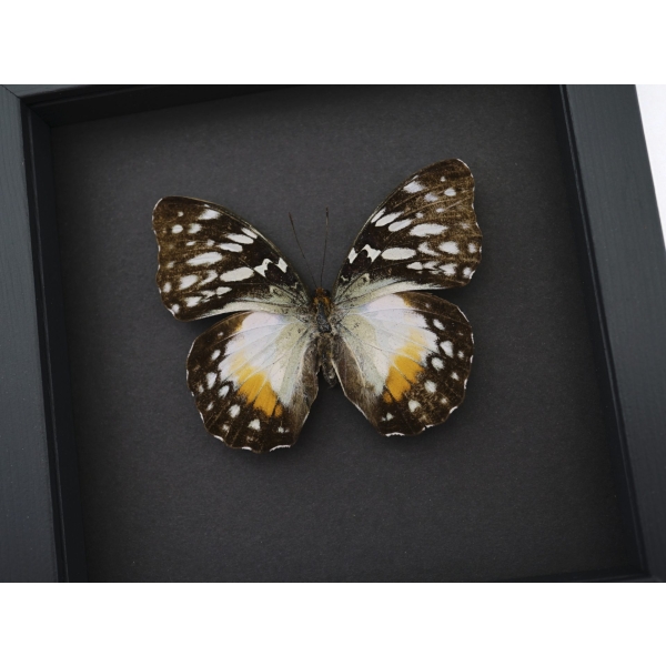 Real Framed African Butterfly Cymothoe Beckeri Female Taxidermy Moonlight Display