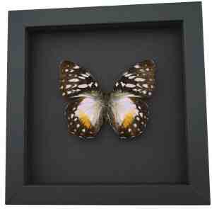 Real Framed African Butterfly Cymothoe Beckeri Female Taxidermy Moonlight Display