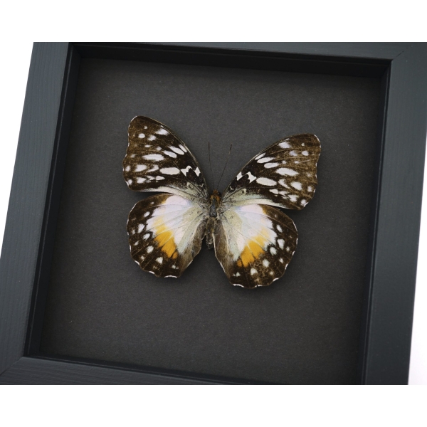 Real Framed African Butterfly Cymothoe Beckeri Female Taxidermy Moonlight Display