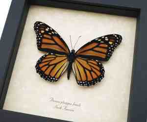Monarch Butterfly Danaus plexippus Female North American Framed Taxidermy Display