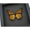 Framed Monarch Butterfly Danaus plexippus Female Taxidermy Moonlight Display