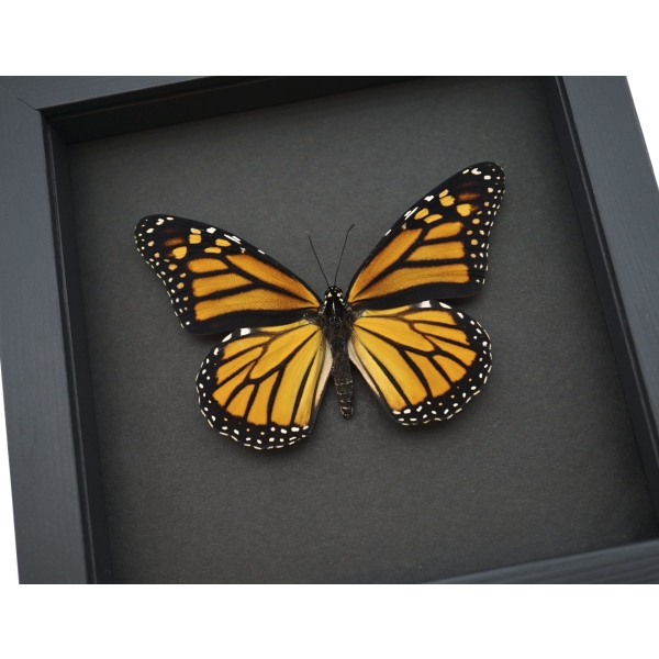 Framed Monarch Butterfly Danaus plexippus Female Taxidermy Moonlight Display