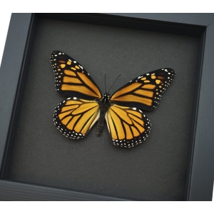 Framed Monarch Butterfly Danaus plexippus Female Taxidermy Moonlight Display