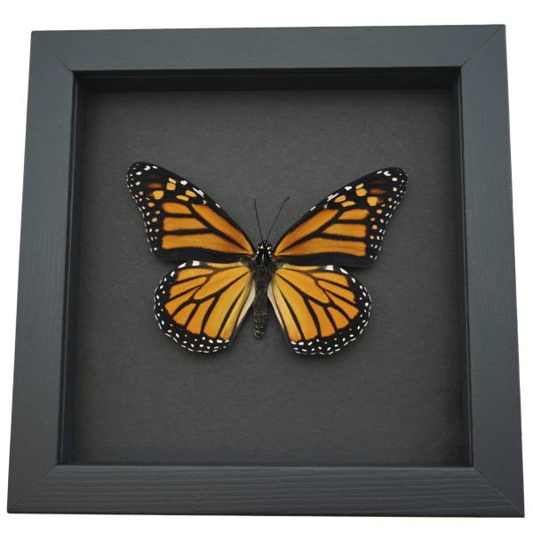 Framed Monarch Butterfly Danaus plexippus Female Taxidermy Moonlight Display