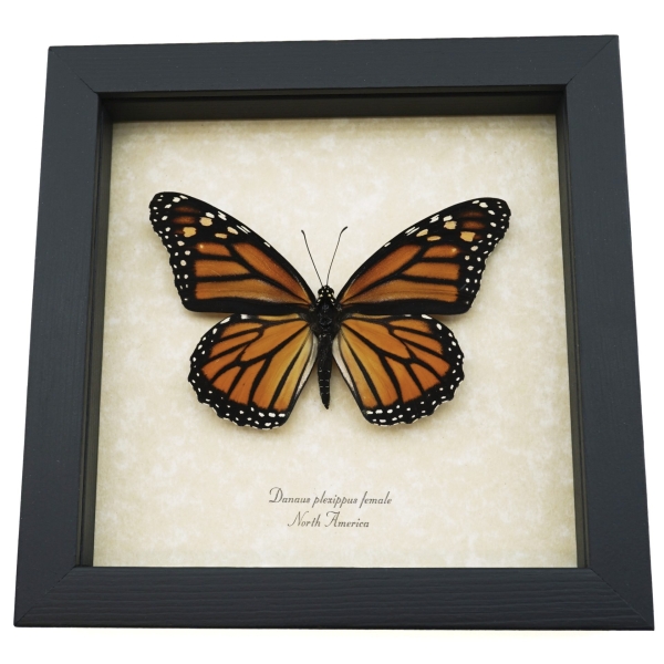 Monarch Butterfly Danaus plexippus Female North American Framed Taxidermy Display