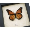 Danaus plexippus Framed Monarch North American Butterfly Taxidermy Display