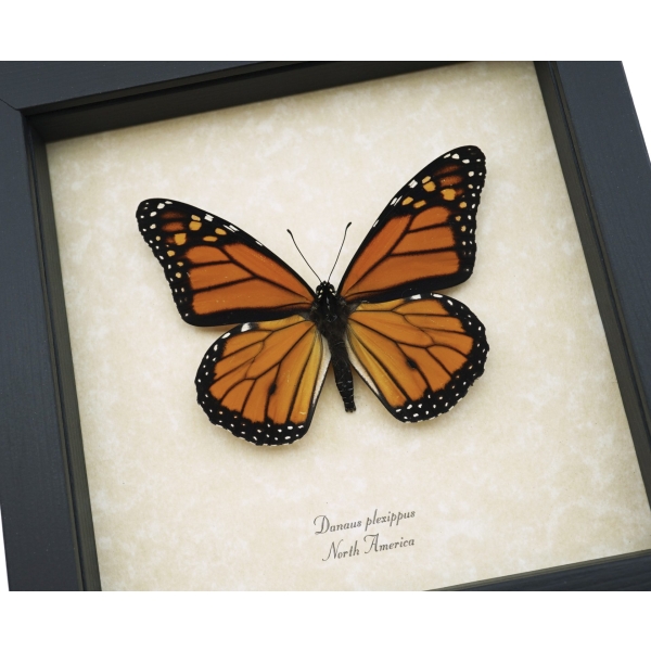 Danaus plexippus Framed Monarch North American Butterfly Taxidermy Display
