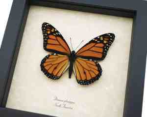 Danaus plexippus Framed Monarch North American Butterfly Taxidermy Display