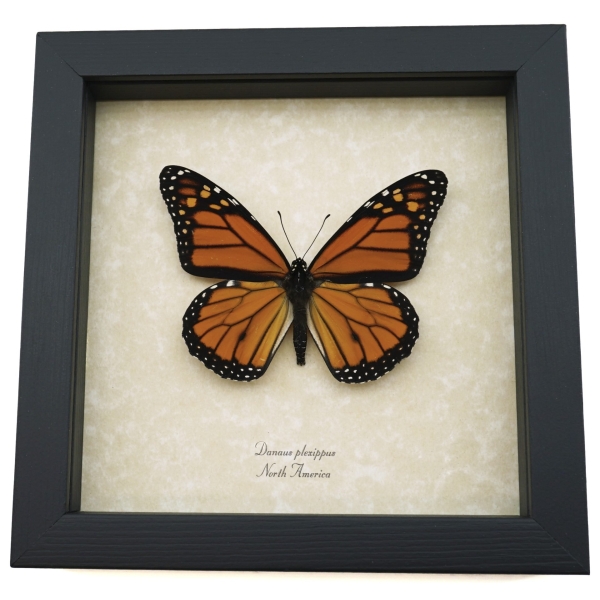 Danaus plexippus Framed Monarch North American Butterfly Taxidermy Display