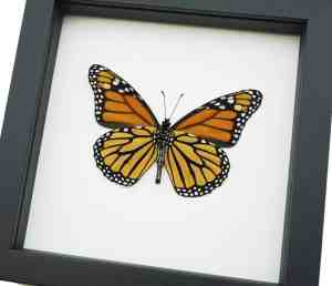 Framed Monarch Butterfly Danaus plexippus Male Verso North American Classic Black Display