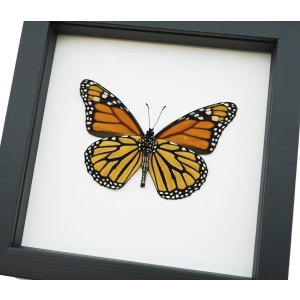 Framed Monarch Butterfly Danaus plexippus Male Verso North American Classic Black Display