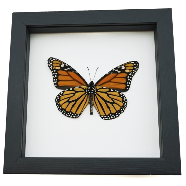 Framed Monarch Butterfly Danaus plexippus Male Verso North American Classic Black Display