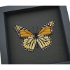 Framed Monarch Butterfly Danaus Plexippus male verso Taxidermy Moonlight Display