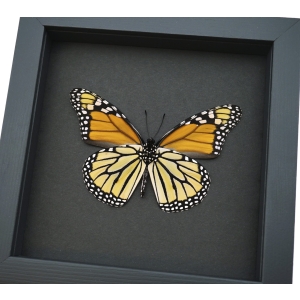 Framed Monarch Butterfly Danaus Plexippus male verso Taxidermy Moonlight Display