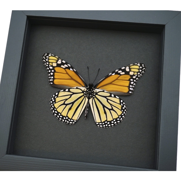 Framed Monarch Butterfly Danaus Plexippus male verso Taxidermy Moonlight Display