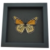 Framed Monarch Butterfly Danaus Plexippus male verso Taxidermy Moonlight Display