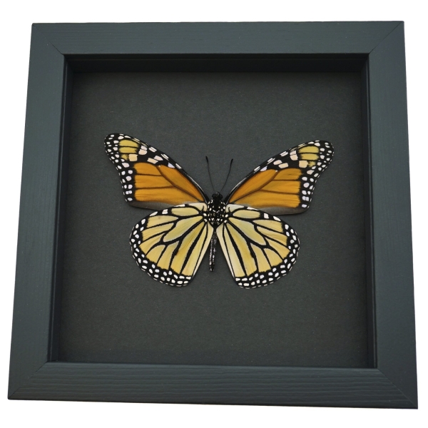 Framed Monarch Butterfly Danaus Plexippus male verso Taxidermy Moonlight Display