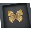 African Dead Leaf Mimic Butterfly Kallima rumia Female Framed Moonlight Display