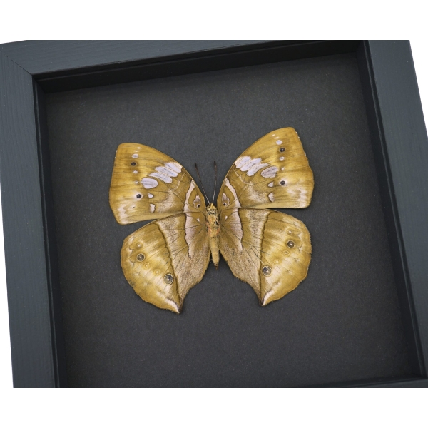 African Dead Leaf Mimic Butterfly Kallima rumia Female Framed Moonlight Display