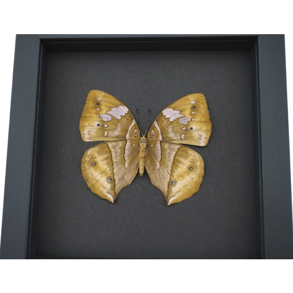 African Dead Leaf Mimic Butterfly Kallima rumia Female Framed Moonlight Display