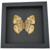 African Dead Leaf Mimic Butterfly Kallima rumia Female Framed Moonlight Display