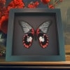 Scarlet Mormon Butterfly Papilio rumanzovia female verso Framed Taxidermy Moonlight Display