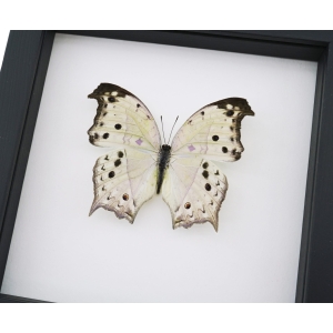 Salamis parhassus Mother Of Pearl Butterfly Framed Taxidermy Classic Black Display