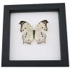 Salamis parhassus Mother Of Pearl Butterfly Framed Taxidermy Classic Black Display Species: Salamis parhassus Common Name: Mother of Pearl Butterfly Native Origin: Africa Frame Size: 6 1/2" square Frame Color: Classic Black Wood Frame: Finest Handmade Museum Quality Sealed Shadowbox Display. Glass: 99% UV Blocking Museum Grade Conservation Glass to Prevent Insect Fading.