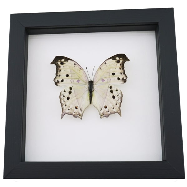 Salamis parhassus Mother Of Pearl Butterfly Framed Taxidermy Classic Black Display Species: Salamis parhassus Common Name: Mother of Pearl Butterfly Native Origin: Africa Frame Size: 6 1/2" square Frame Color: Classic Black Wood Frame: Finest Handmade Museum Quality Sealed Shadowbox Display. Glass: 99% UV Blocking Museum Grade Conservation Glass to Prevent Insect Fading.