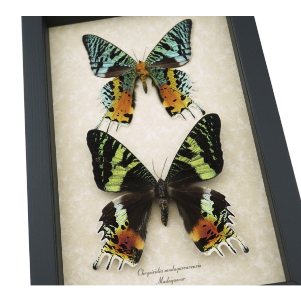 Framed Sunset Moth Pair Madagascar Moths Urania Rhipheus Madagascar Day Flying Moth Display