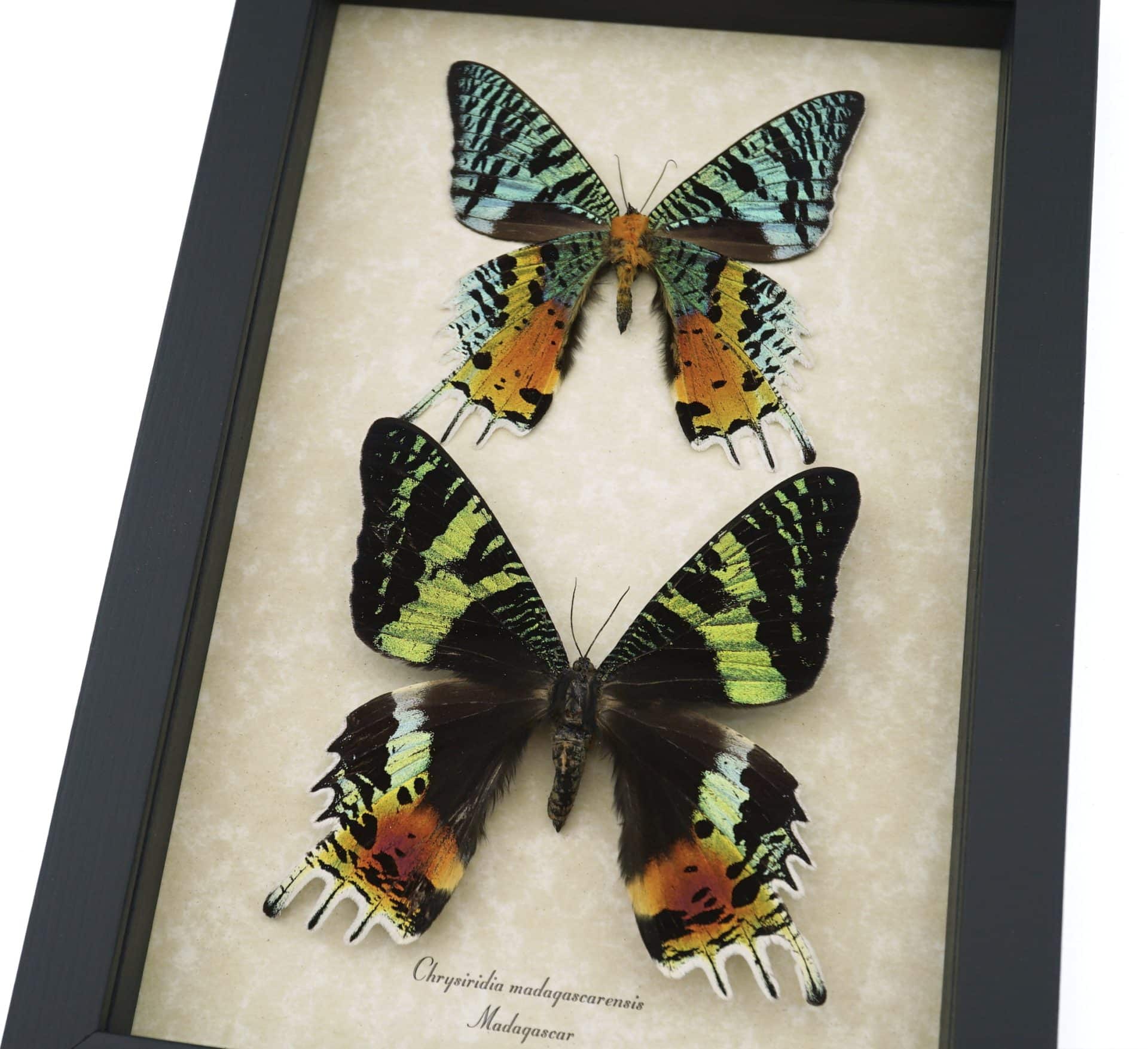 Framed Sunset Moth Pair - Madagascar Moths Urania Rhipheus