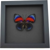 Rare Red Blue Agrias Hybrid Butterfly Framed Taxidermy Moonlight Display