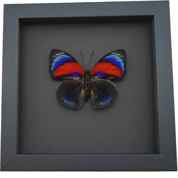 Rare Red Blue Agrias Hybrid Butterfly Framed Taxidermy Moonlight Display