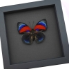 Rare Red Blue Agrias Hybrid Butterfly Framed Taxidermy Moonlight Display