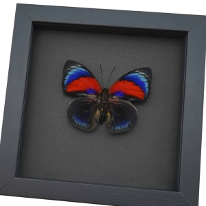 Rare Red Blue Agrias Hybrid Butterfly Framed Taxidermy Moonlight Display