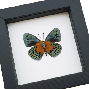 Asterope Degandii verso Orange Blue Butterfly Taxidermy Framed Classic Black Display