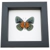 Asterope Degandii verso Orange Blue Butterfly Taxidermy Framed Classic Black Display