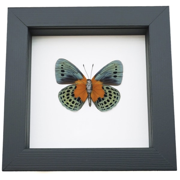 Asterope Degandii verso Orange Blue Butterfly Taxidermy Framed Classic Black Display Asterope Degandii verso Orange Blue Butterfly Taxidermy Framed Classic Black Display