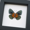 Asterope Degandii verso Orange Blue Butterfly Taxidermy Framed Classic Black Display