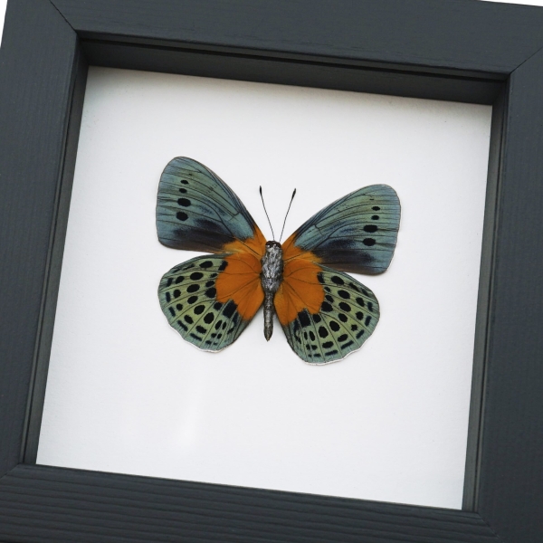 Asterope Degandii verso Orange Blue Butterfly Taxidermy Framed Classic Black Display