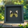 Battus Madyes Chlorodamas Verso Framed Butterfly Taxidermy Moonlight Display