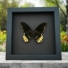 Battus streckerianus Female Rare Framed Butterfly Moonlight Display