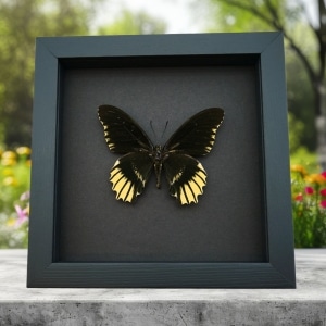 Battus streckerianus Female Rare Framed Butterfly Moonlight Display
