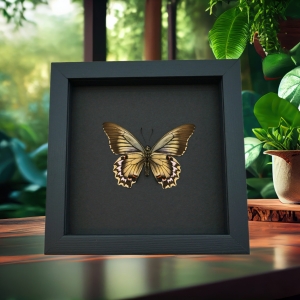 Battus streckerianus Female Verso Rare Framed Butterfly Moonlight Display